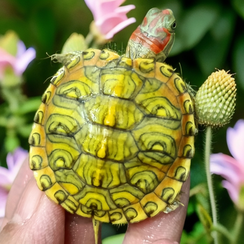 变异彩龟直播间专属