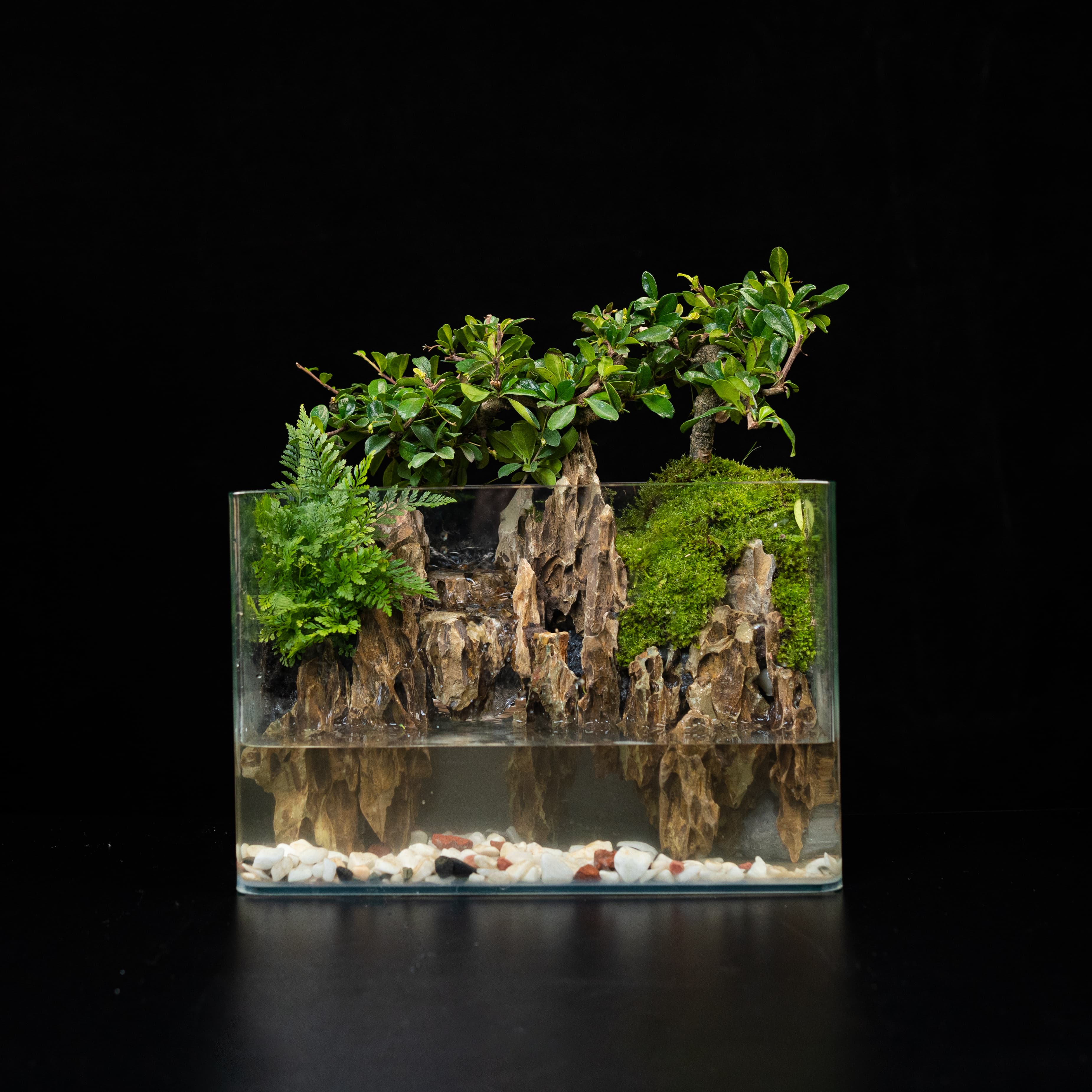 【无也秘境】邛崃—内置循环流水福建茶绿植造景成品30*18*20