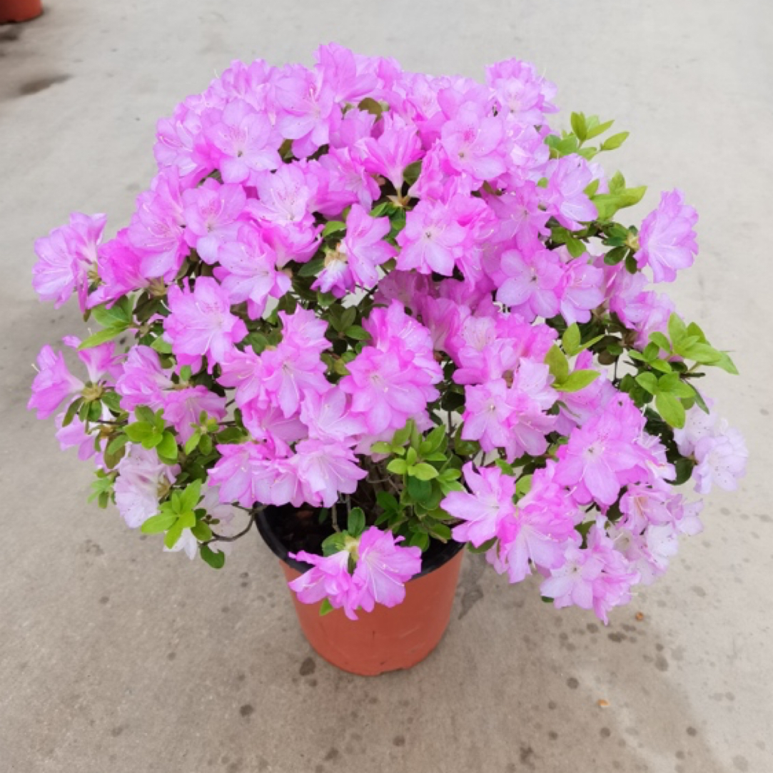 裕华杜鹃【蓝樱】多拼 东洋杜鹃木本植物杜鹃东鹃