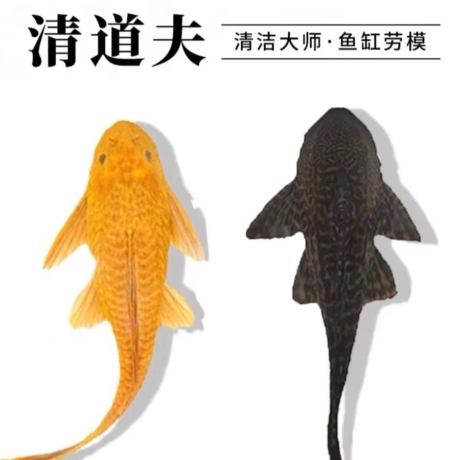 红眼女王大帆清道夫工具鱼清理食物残渣除藻绿苔