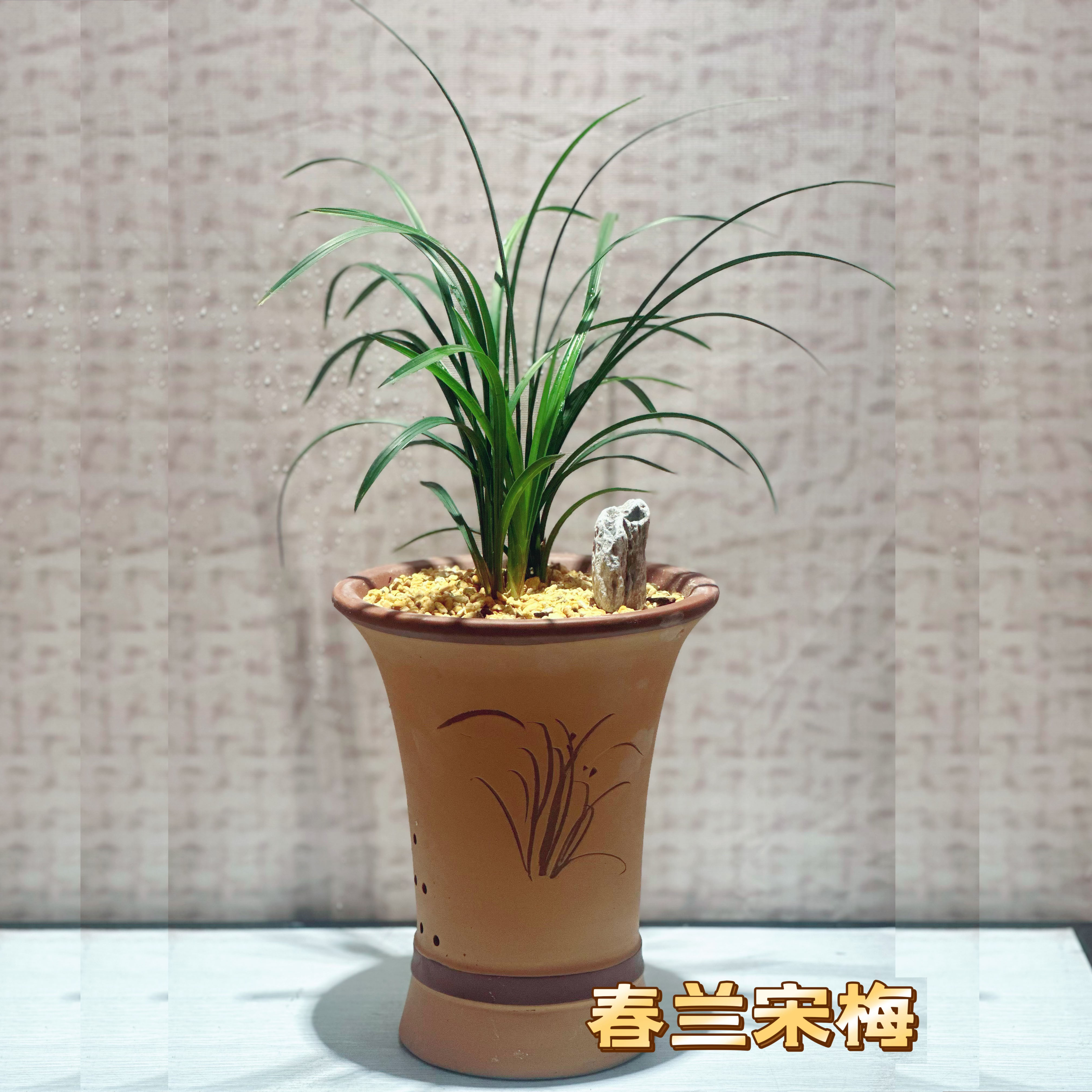 新手入门传统名品（不包含盆/植料）裸根发货