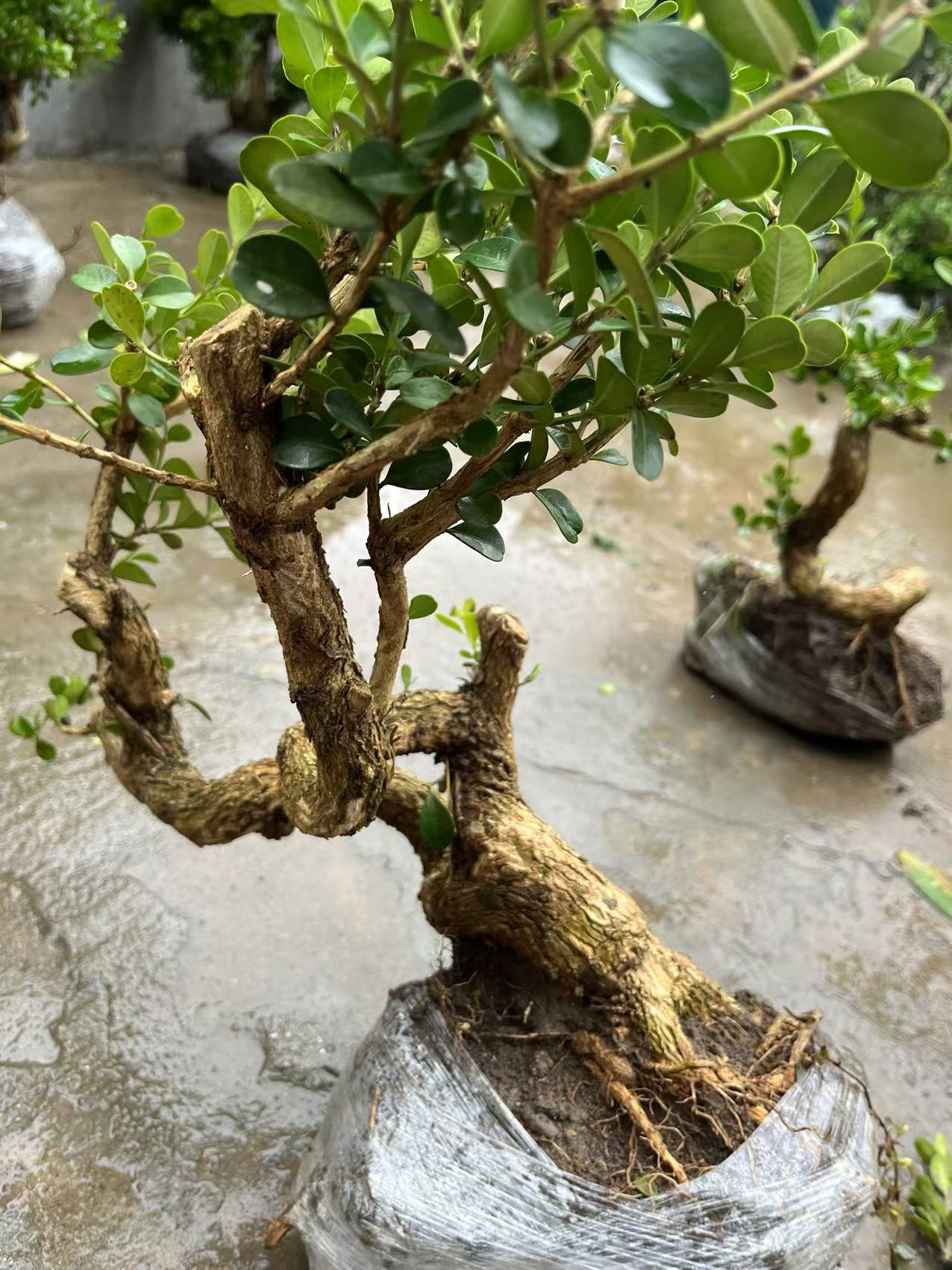 一物一拍  四大盆景之一四季长青不落叶的瓜子黄杨盆景