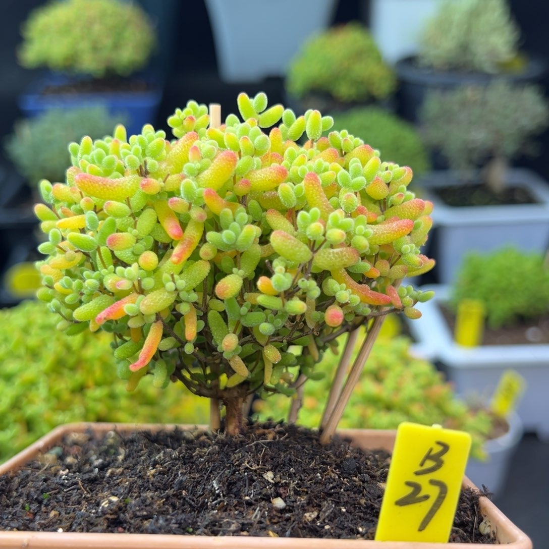 蜜橘带盆带土发货