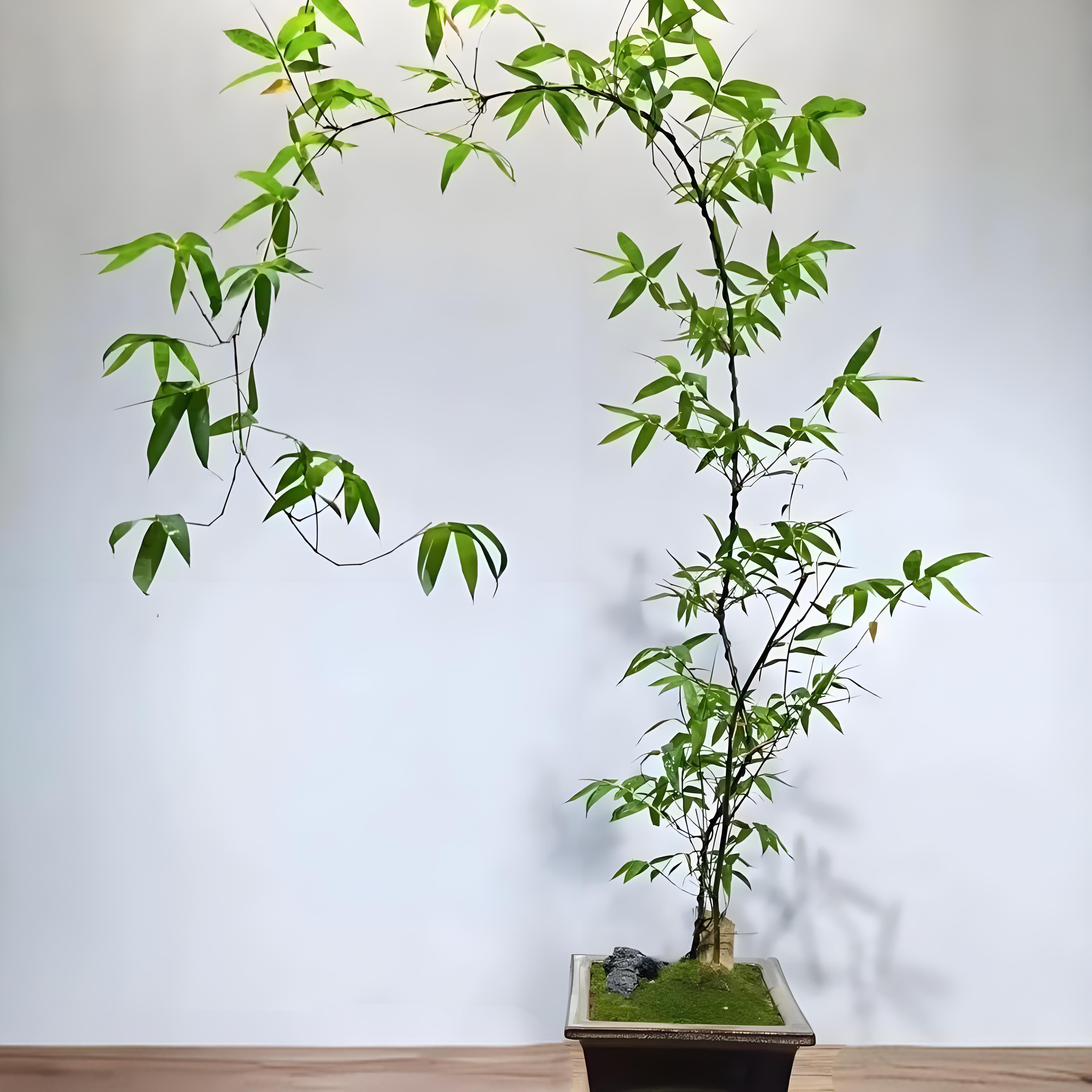 小叶簕竹盆景桩 练手 四季常青好养植