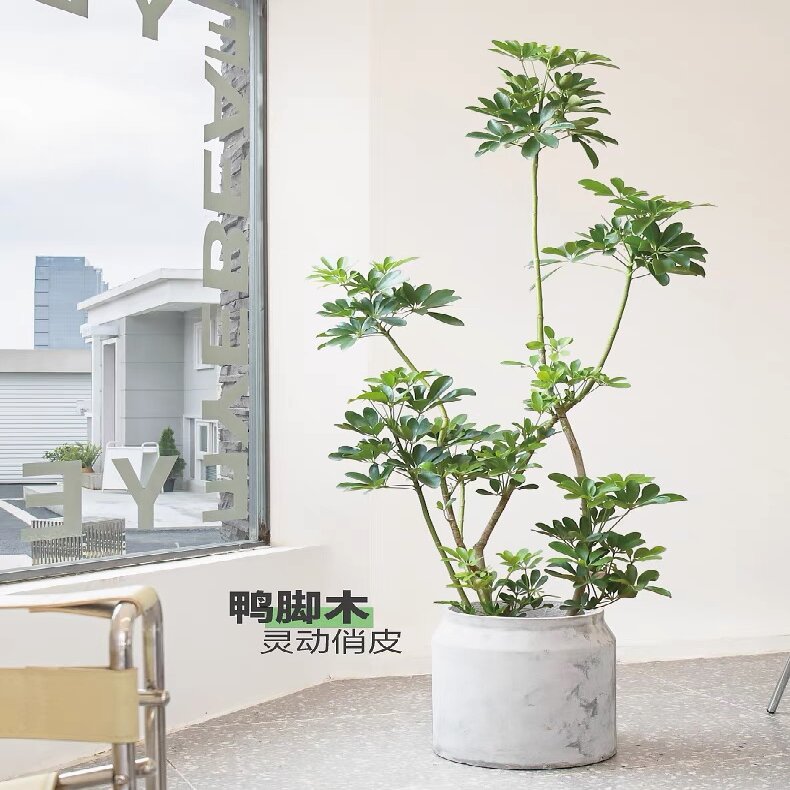 鸭脚木  鹅掌财 八方来财 植物前台美观大型绿植造型独特款欧风