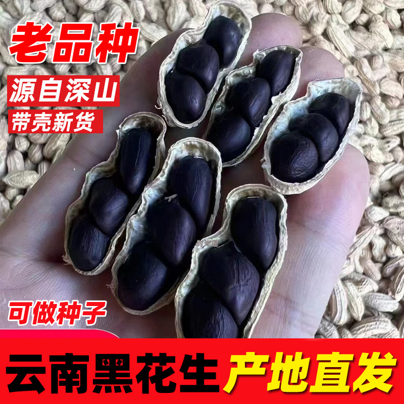 云南黑花生老品种2025新货富硒黑皮花生米种子籽坚果孕妇零食特产
