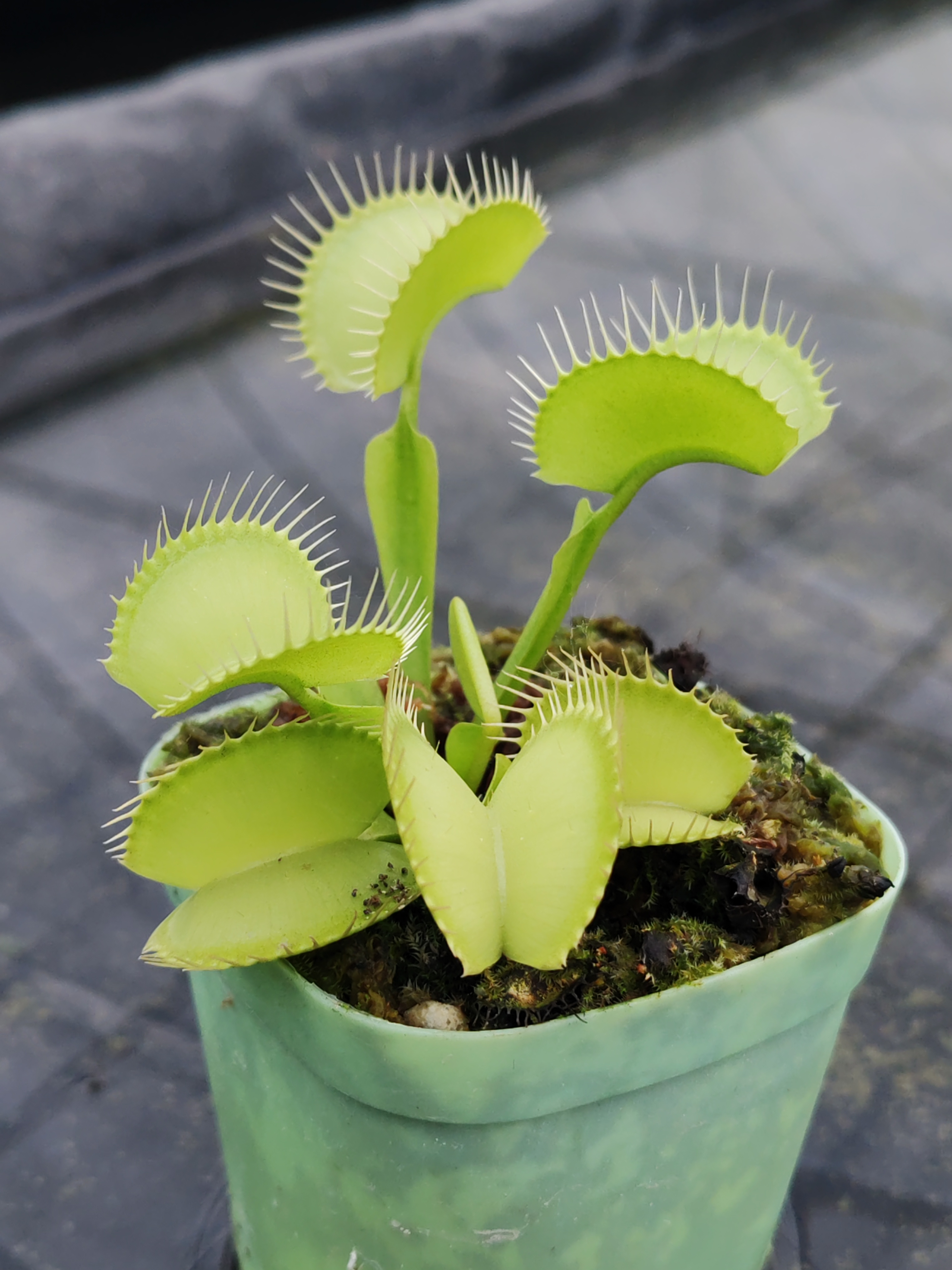 绿巨人捕蝇草【食虫植物】