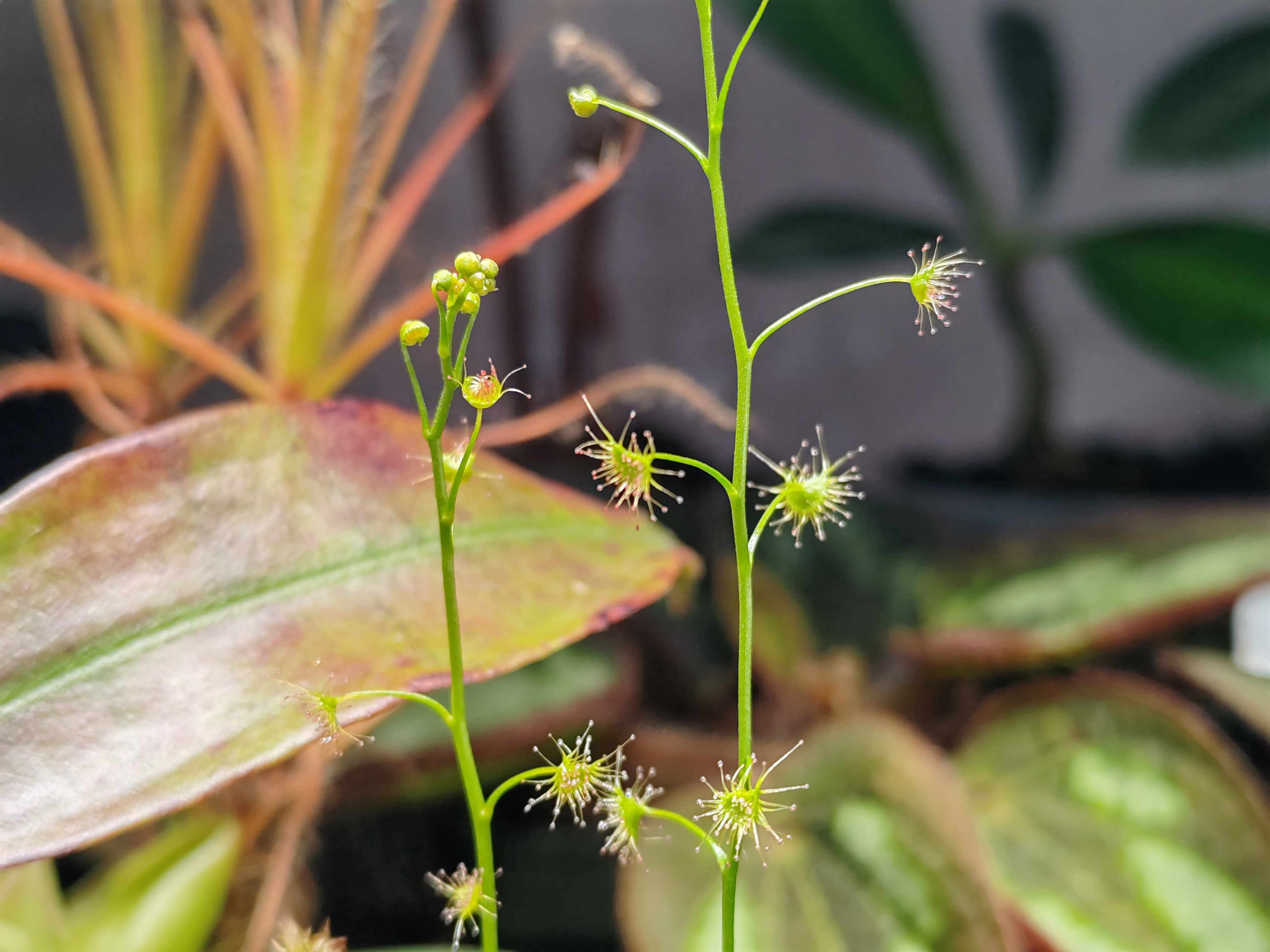 食虫植物球根茅膏菜光萼茅膏菜球根