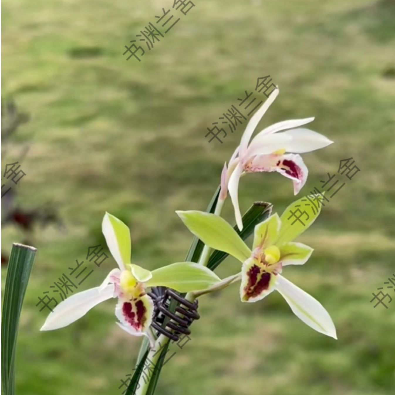 【千变】叶花双艺、蕙兰新品，独具一格，，千变万化，独家销售