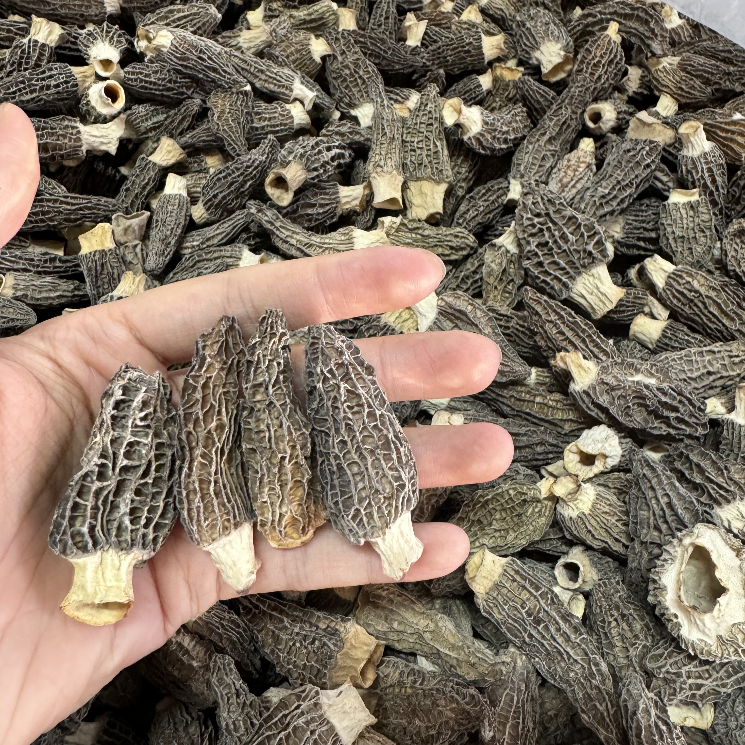 凤姐在产地头茬厚肉羊肚菌3-5公分羊肚菌煲汤干货食用菌菇250克