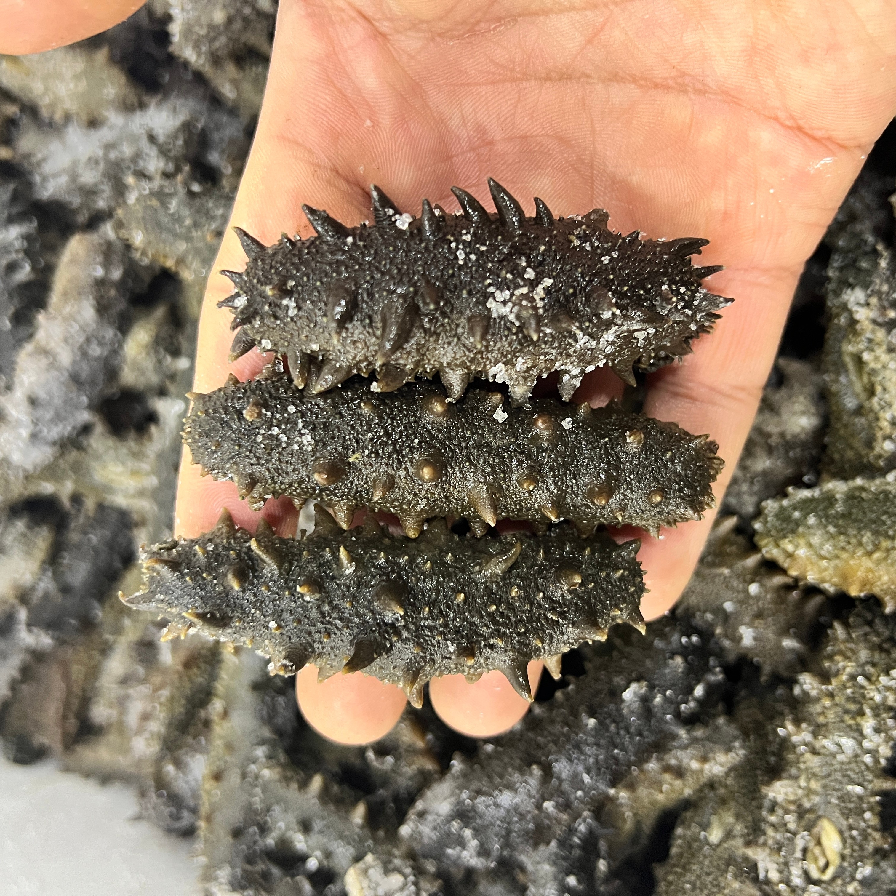 1500克大连拉缸盐海参（顺丰包邮）