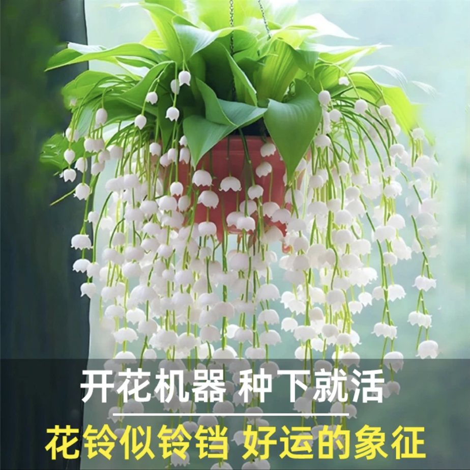 新粉点关注福利 铃兰带芽发货