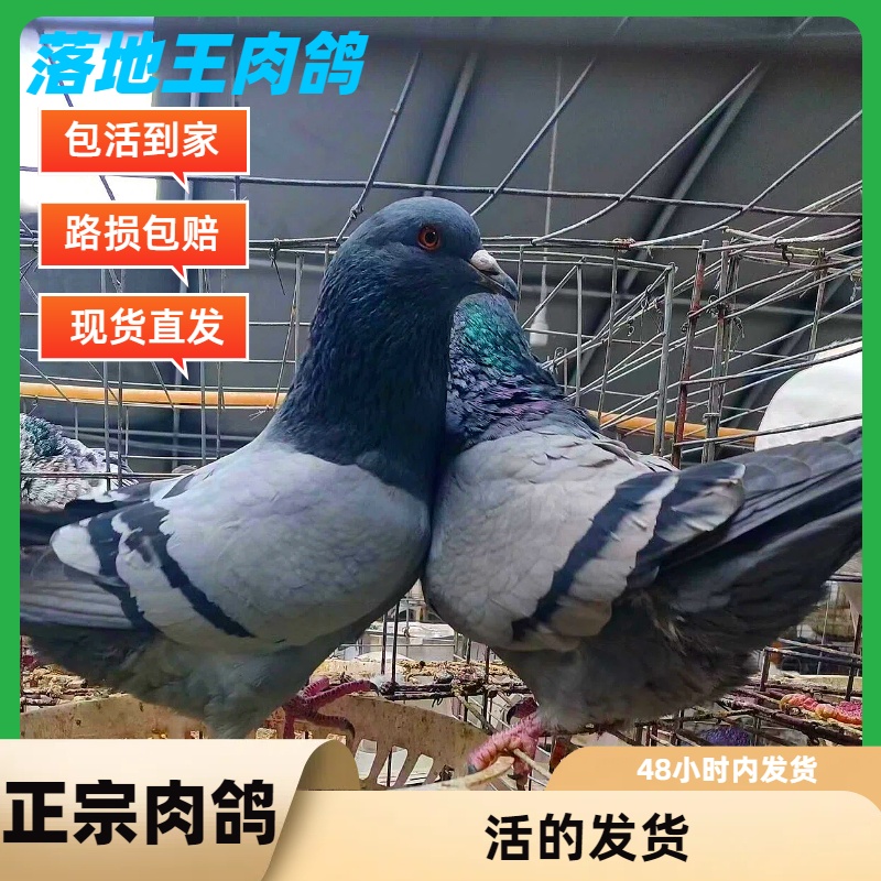 正宗活苗幼鸽一公一母落地王纯种鸽子一对特大型肉鸽出售元宝鸽