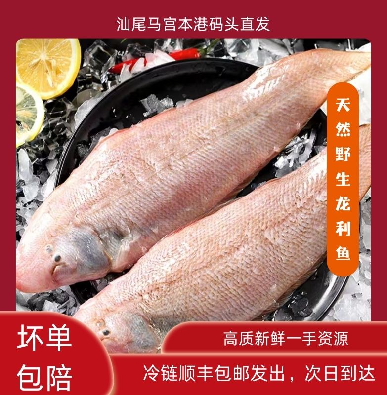 广东汕尾马宫港 海捕野生（国一级龙利鱼）