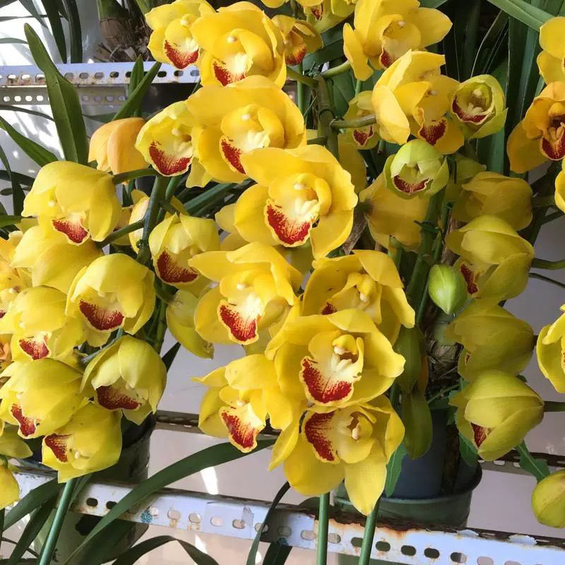 大花惠兰（金光）四年苗（完美主义勿拍）