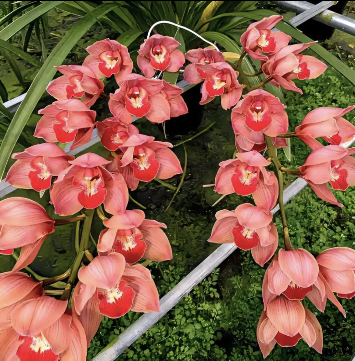 大花蕙兰（梦境）三年苗 云南基地直发