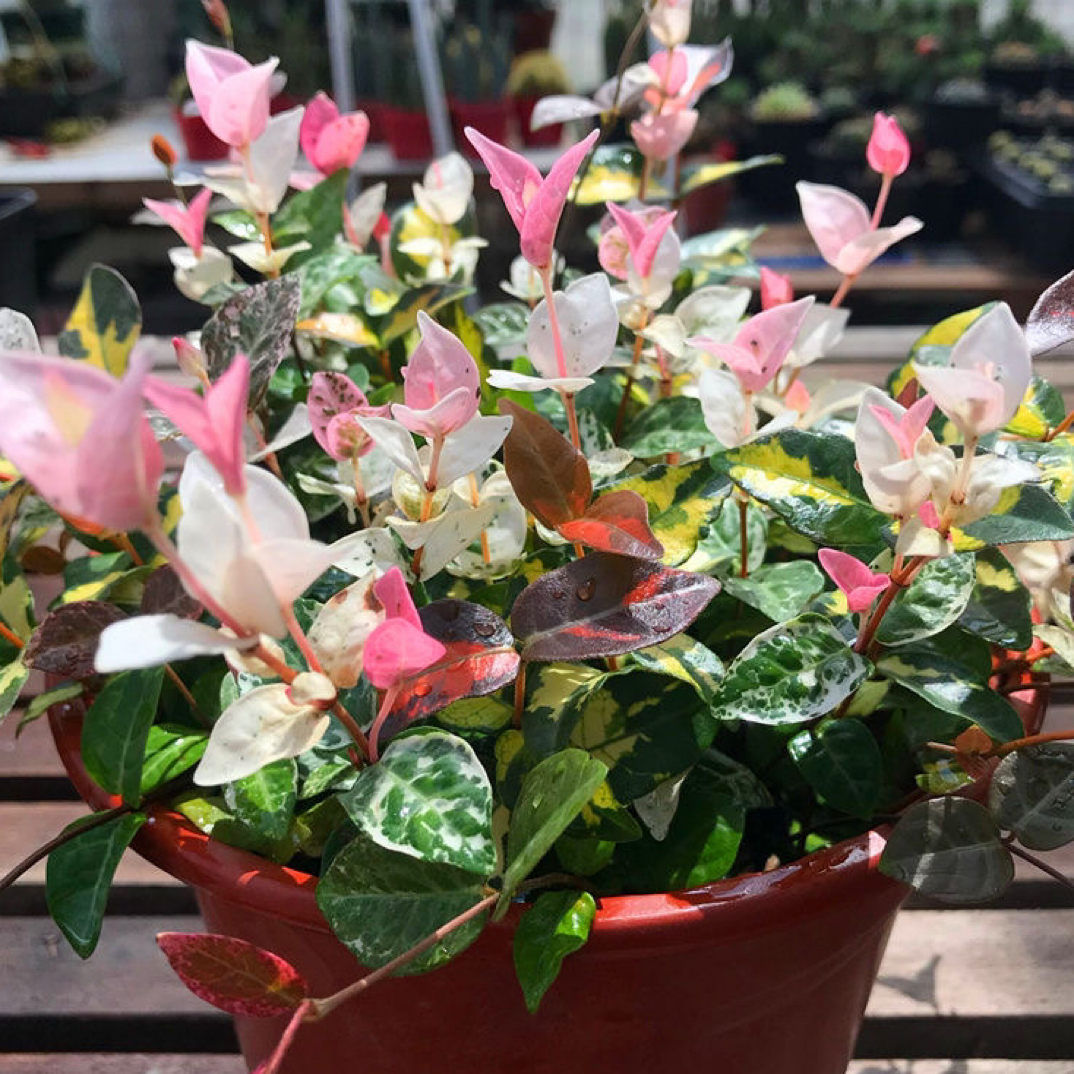 花叶洛石好养好看植物盆栽
