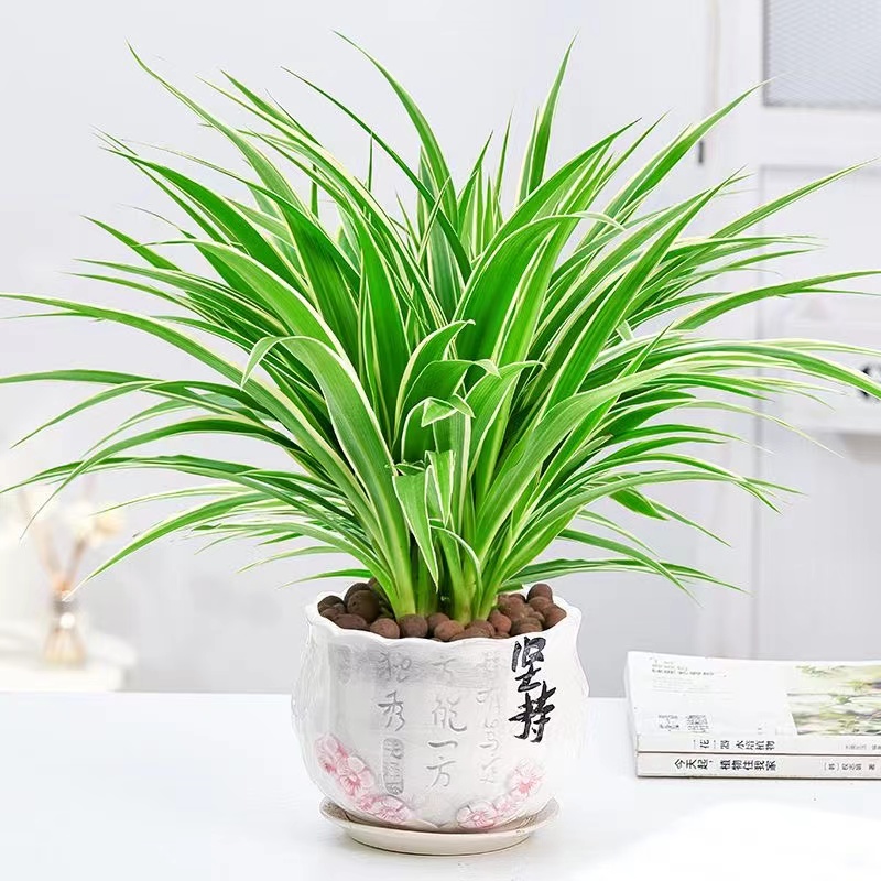 金边吊兰金心吊兰盆栽绿植花卉植物可净化空气吸甲醛开花植物夏季
