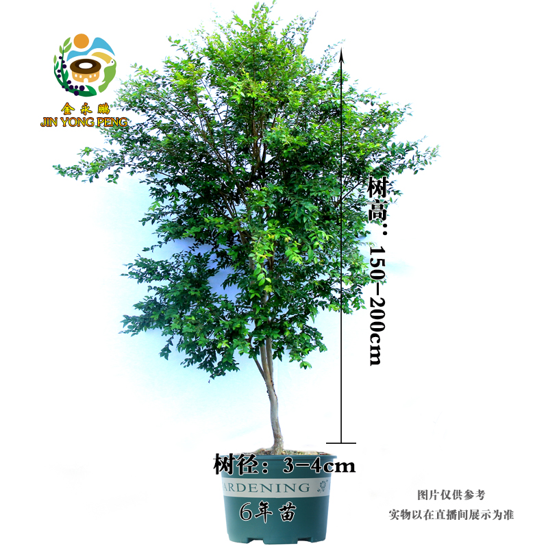 JIN YONG PENG/金永鹏1树葡萄嘉宝果沙巴树苗树形（一物一拍专用）