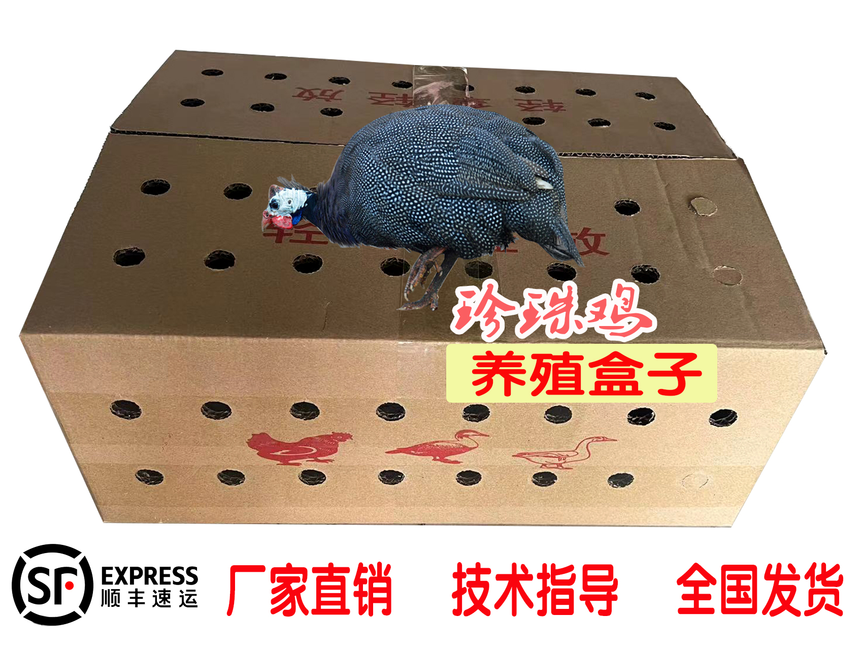 齐利珍珠鸡出壳苗专用纸箱三十只装