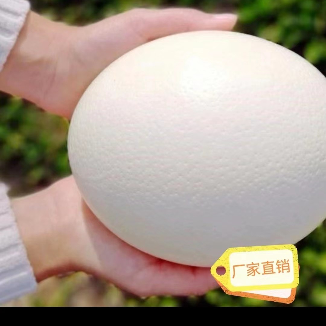 百蛋之王鸵蛋新鲜蛋。可孵化