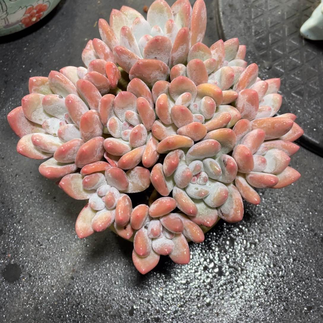 香水3-5天发货中通