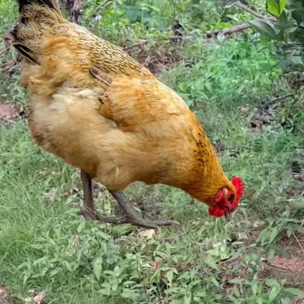 仔鸡整鸡活鸡现杀包邮