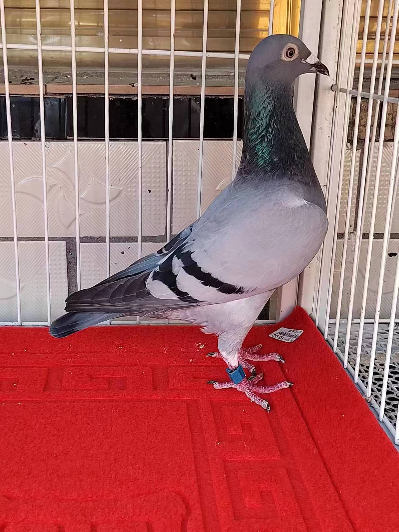 赛鸽必用保健品，草窝，足环，鸽子保健砂