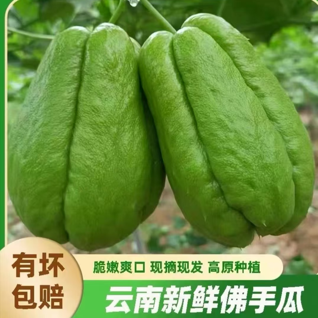 云南佛手瓜 现摘现发 嫩瓜 可烧烤 多样吃法露天种植 蔬菜 洋丝瓜