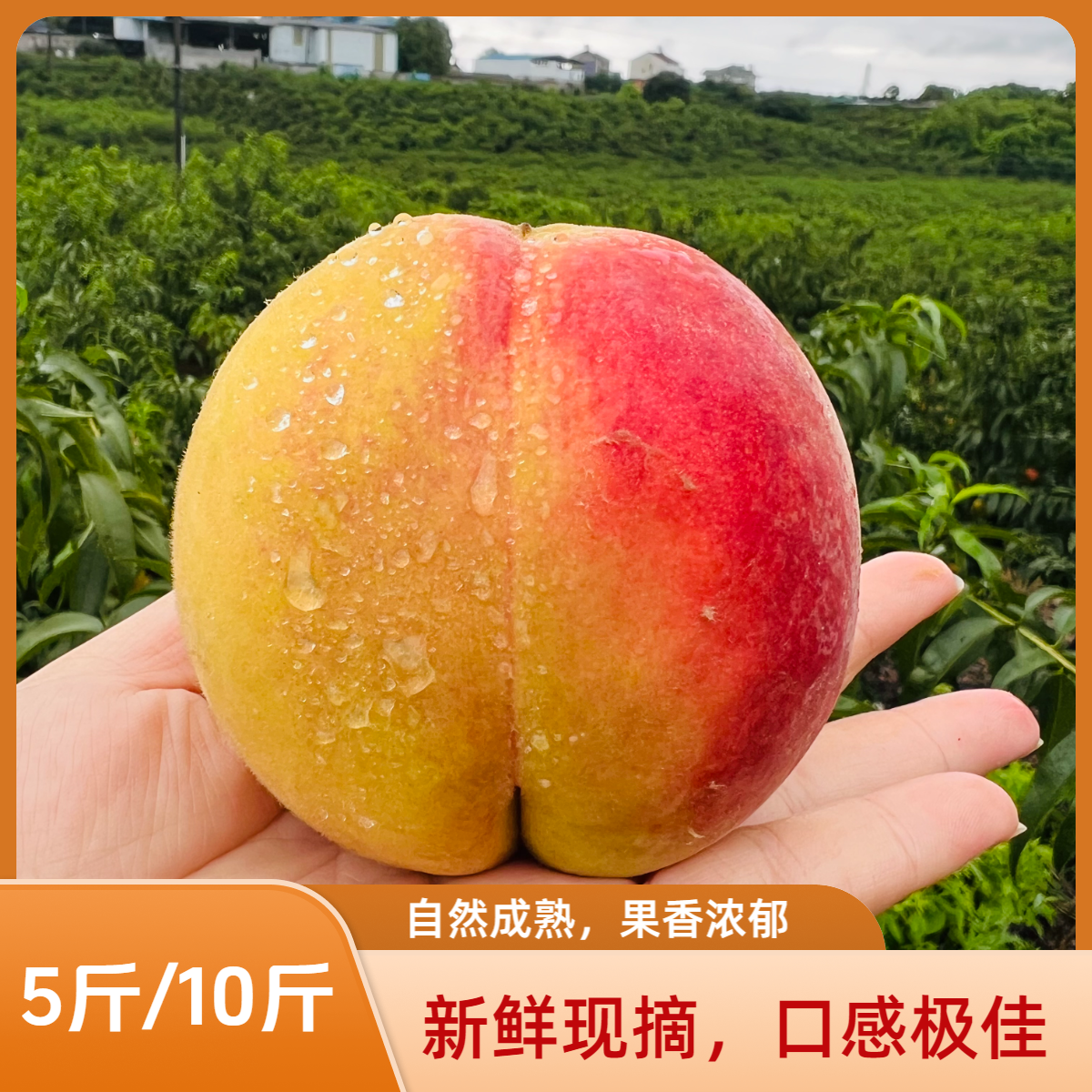 【李书记专属】正宗湖北宜昌锦绣黄桃新鲜水果果香浓郁5斤/10斤包邮