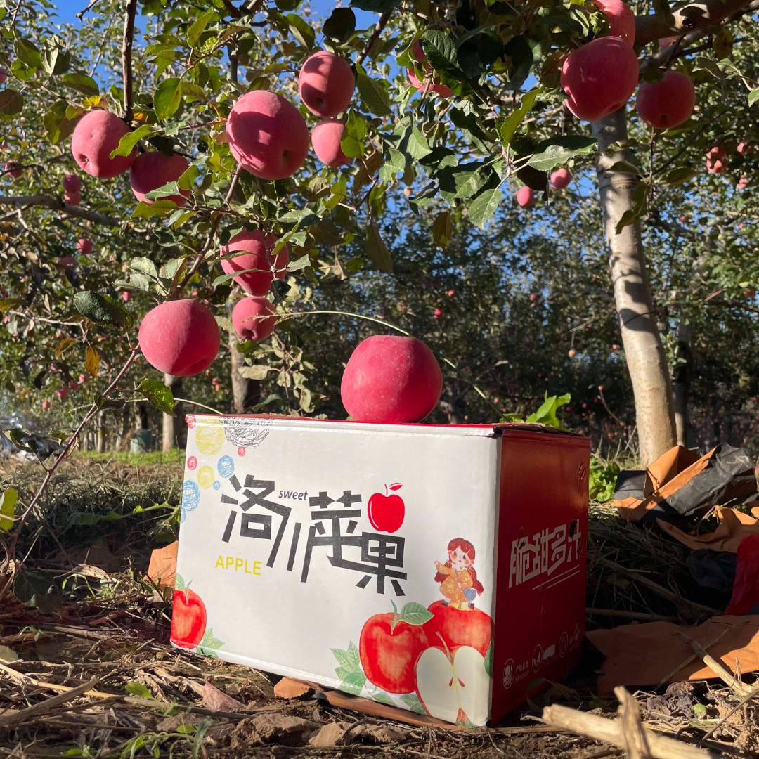 【安某人】洛川红富士净重4.5-5斤70-75果