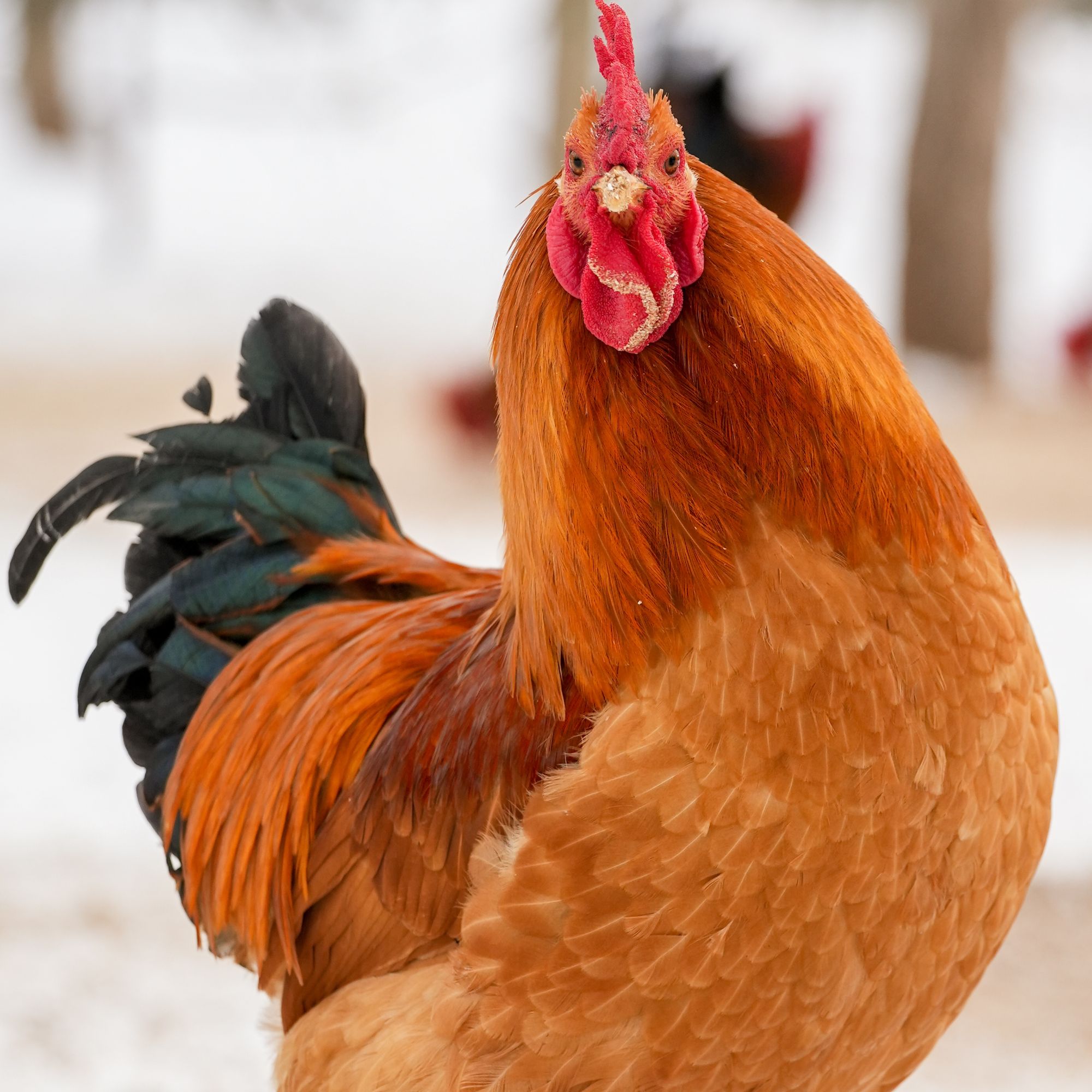 富硒，高铁，高钙华夏良牧庄河大骨公鸡林中散养净重约3kg以上