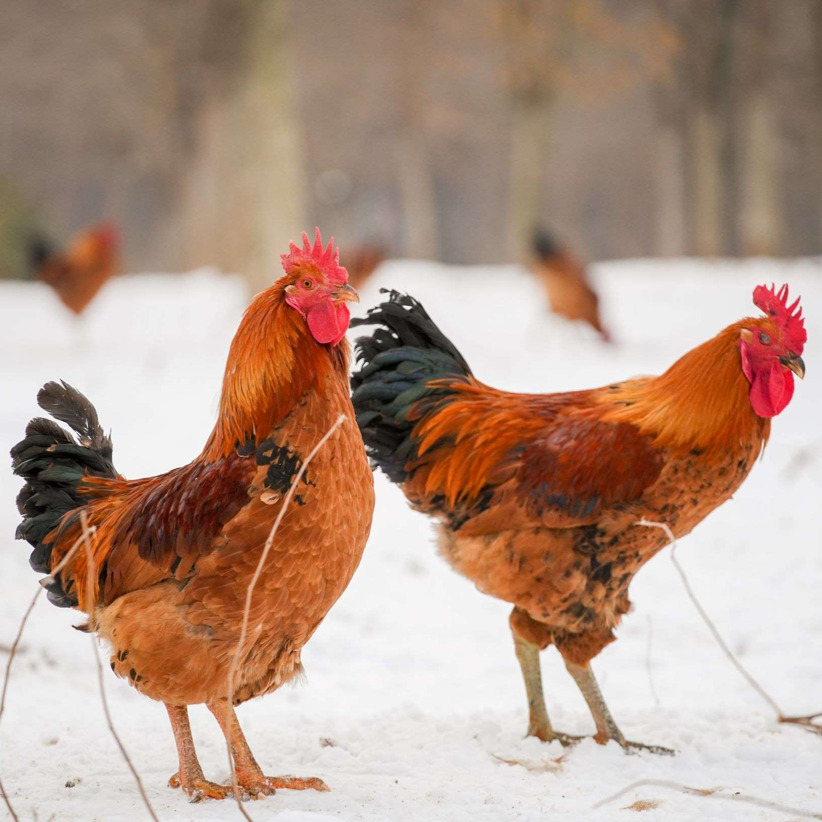 华夏良牧大骨母鸡一年生林中散养高锌富硒3～4斤左右