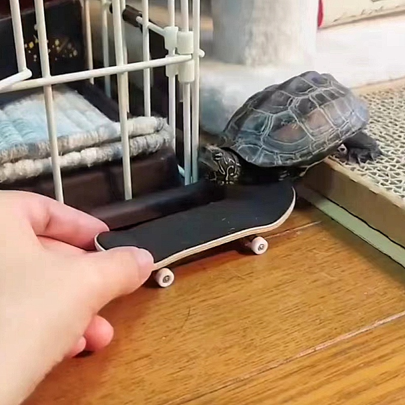 乌龟滑板车宠物专用滑板手指尖滑板益智减压拇指迷你桌面创意玩具