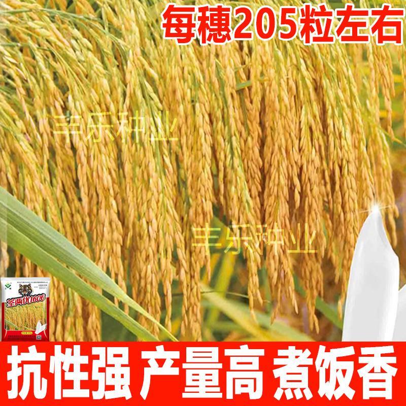 荃两优1606杂交水稻种子高产长粒米两系水稻米质优抗病抗倒高产稻