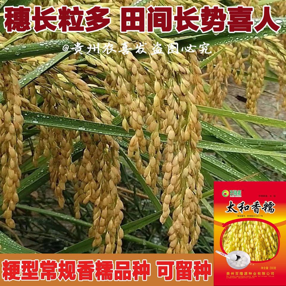 贵州香糯米水稻种子 短粒糯稻种子 圆粒糯米种子团糯米种植可留种