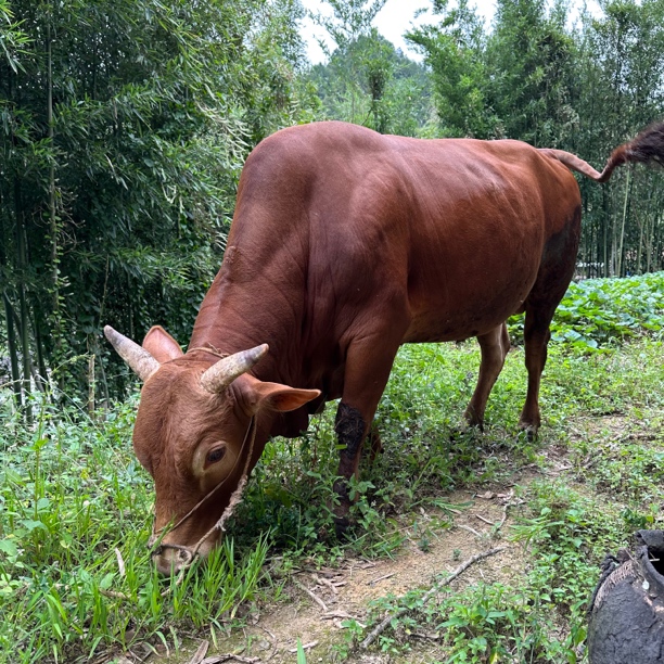 农村散养土黄牛后腿肉顺丰包邮生鲜配送
