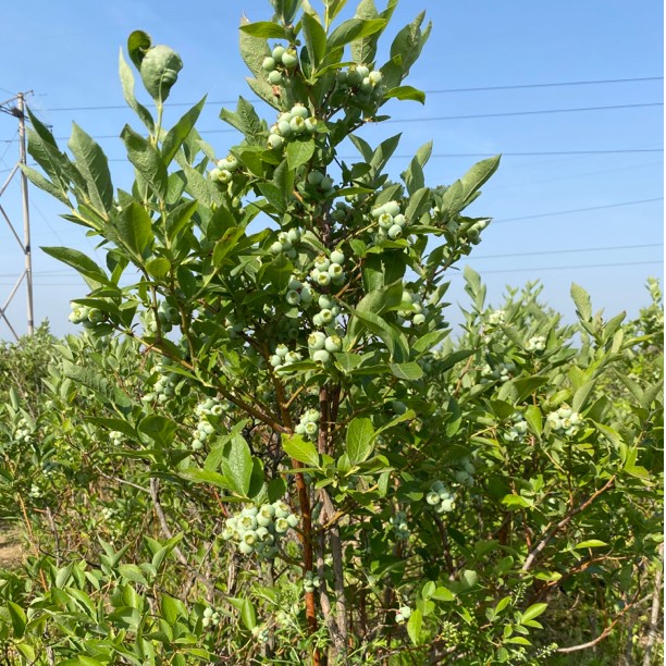 一物一拍大颗带果蓝莓基地直发
