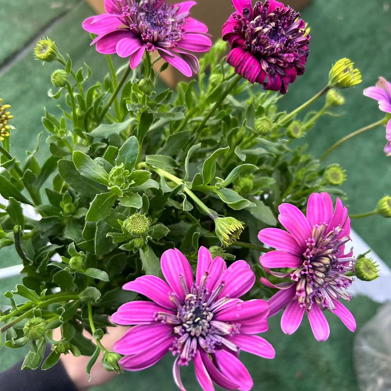 精品盆栽小草花云南昆明夏秋冬室外养护