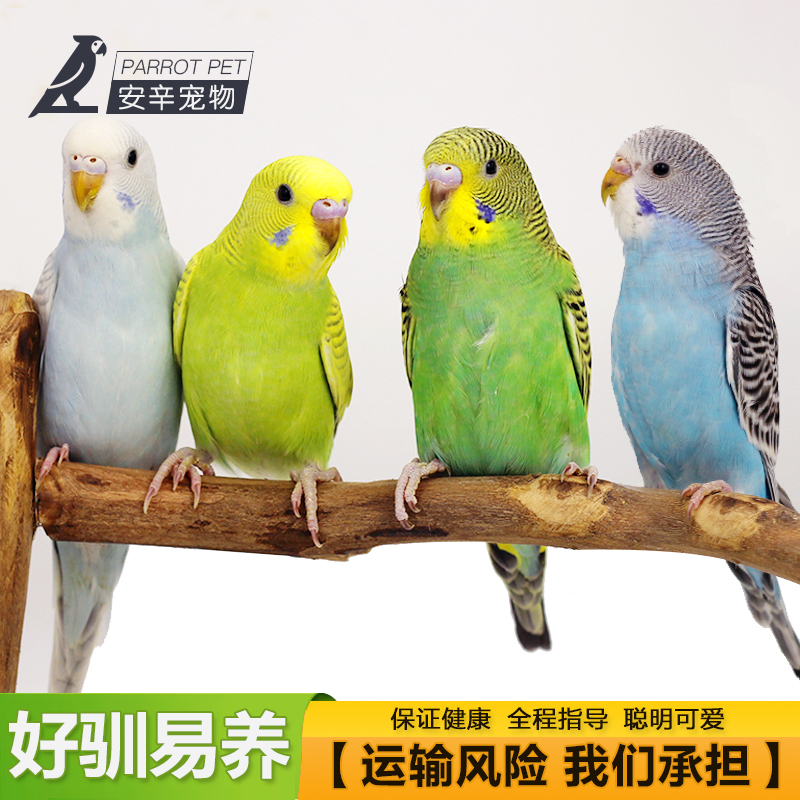 虎皮手玩鹦鹉活鸟 观赏鸟类宠物活体