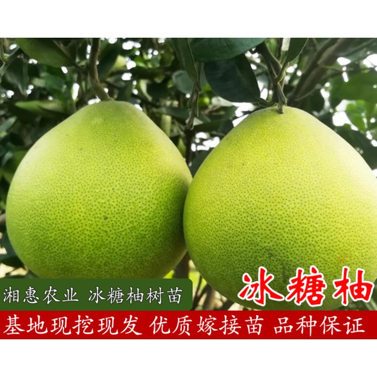 湘农恒正宗【嫁接冰糖柚果树苗】裸根苗基地现挖现发 品种保对版