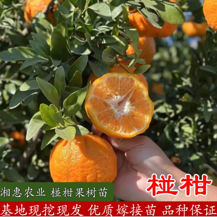湘农恒【嫁接椪柑苗】裸根苗  原产地现挖现发