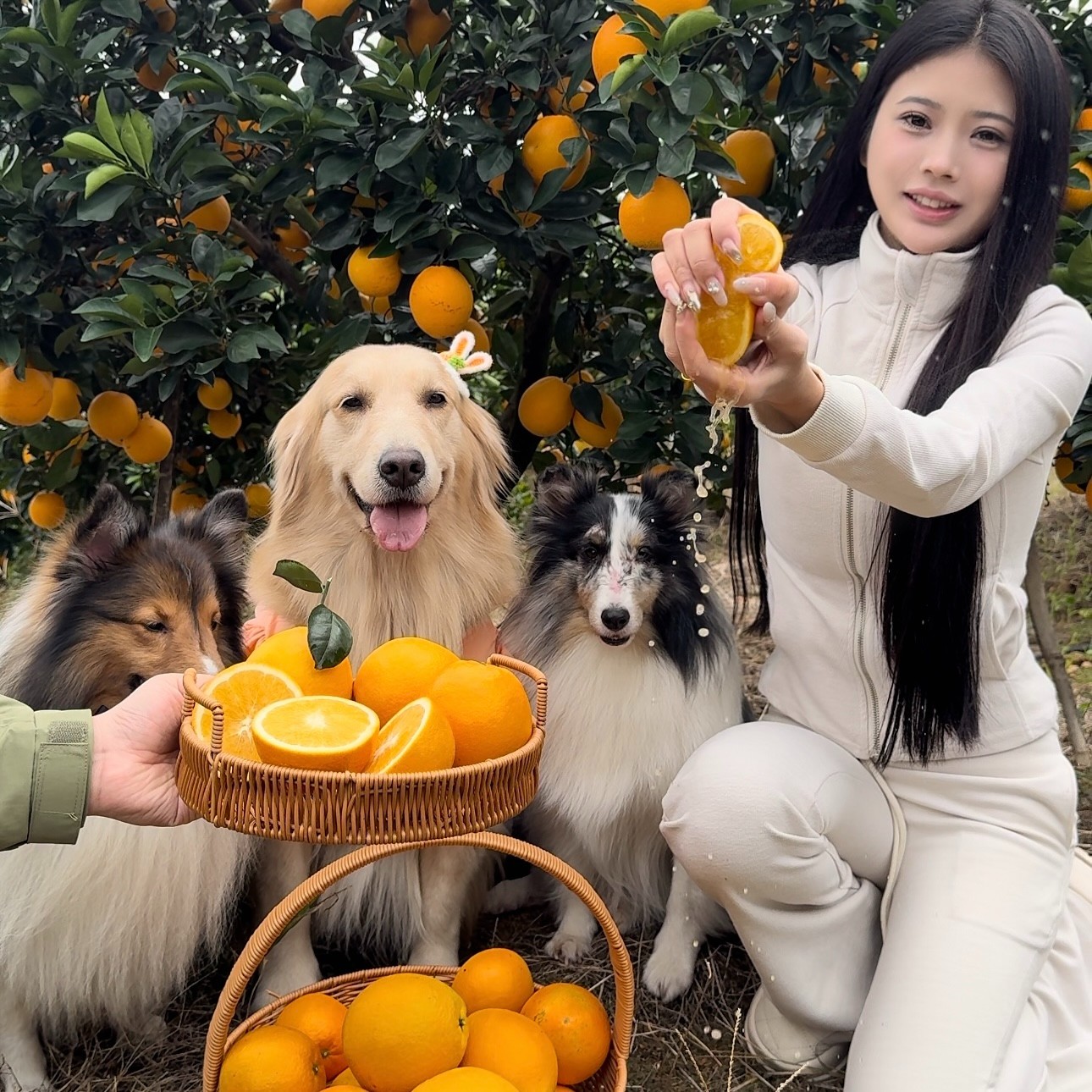 【撒库拉酱公主】10斤江西正宗赣南脐橙现摘现发加保温箱