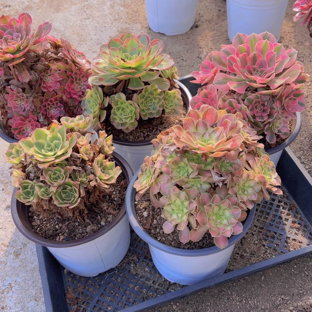 五颗组合不同品种多肉植物