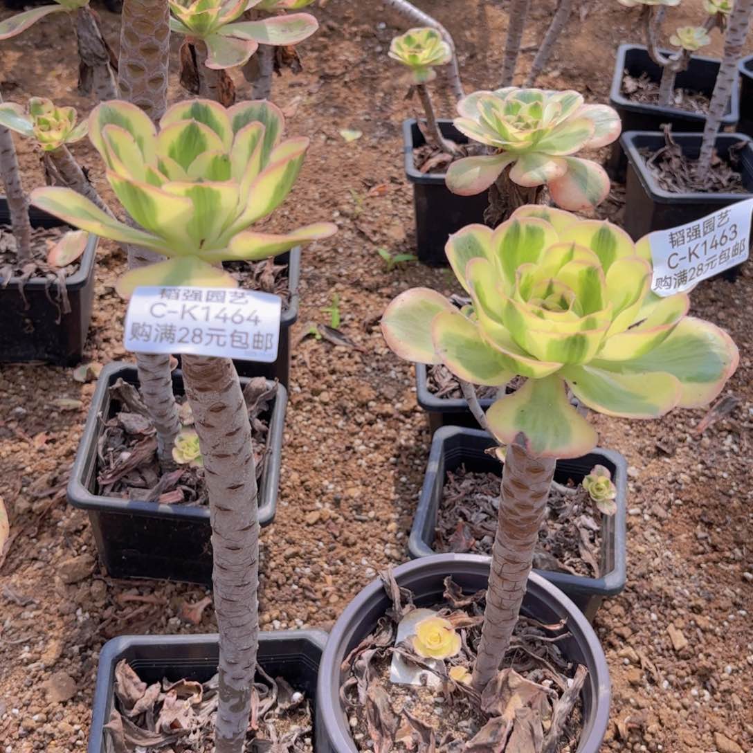 燕子锦两颗1463-64