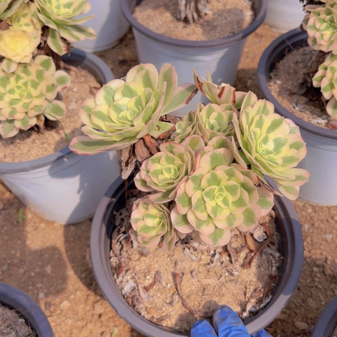 迈巴赫多头多肉植物