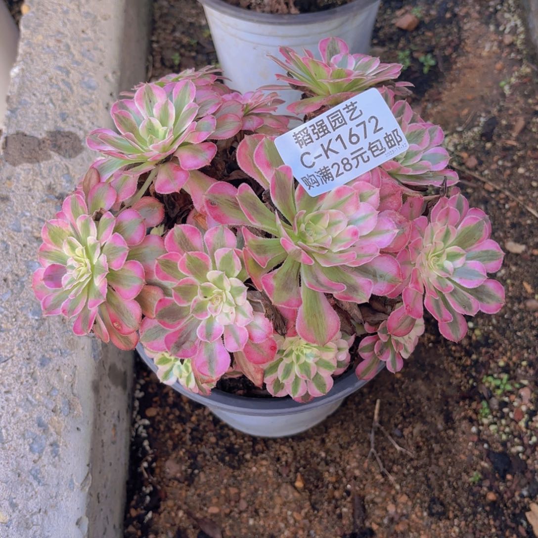 铜壶绣球多肉植物1672