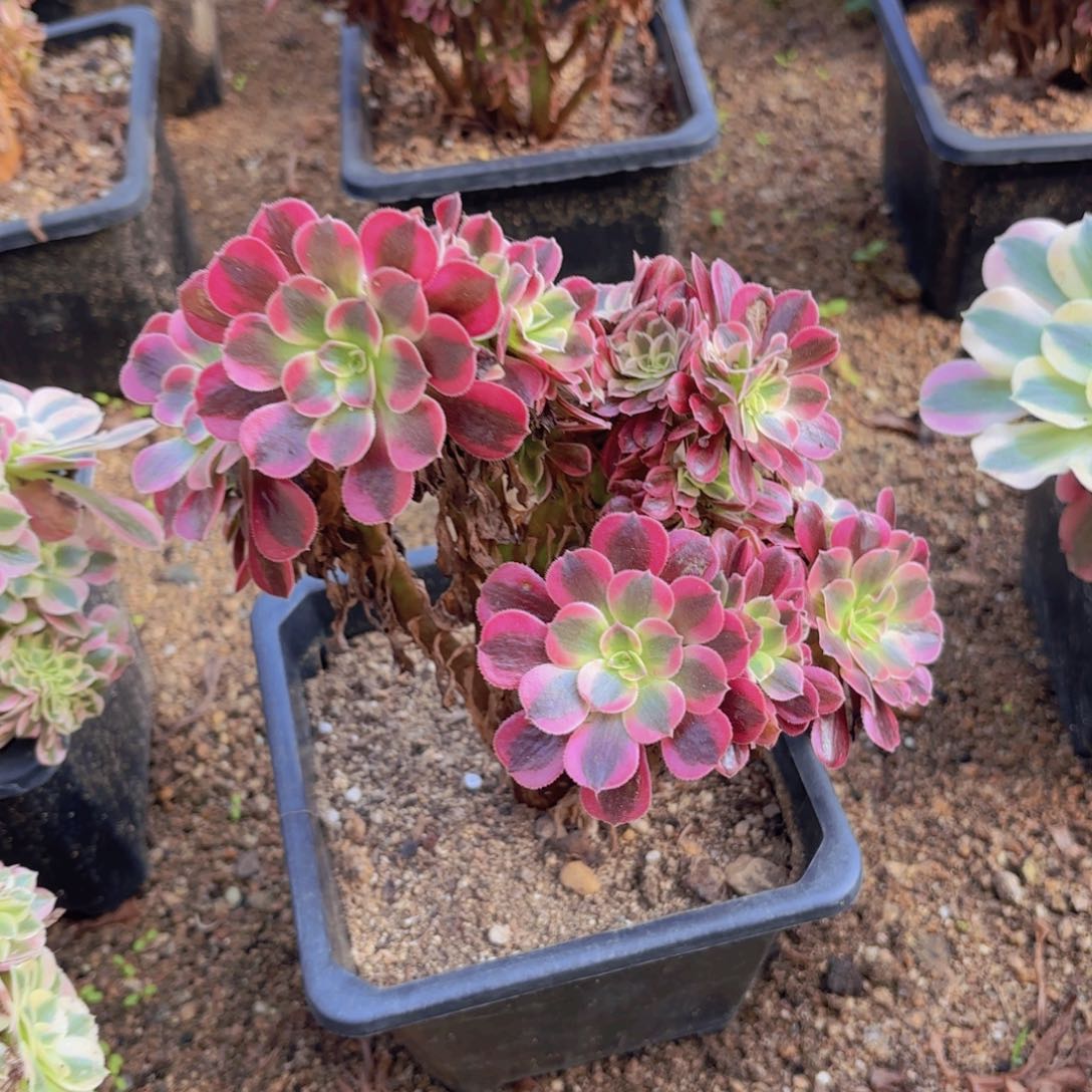 美杜莎朵朵多肉植物