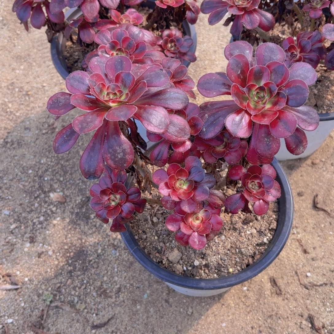 香奈儿绣球多肉植物