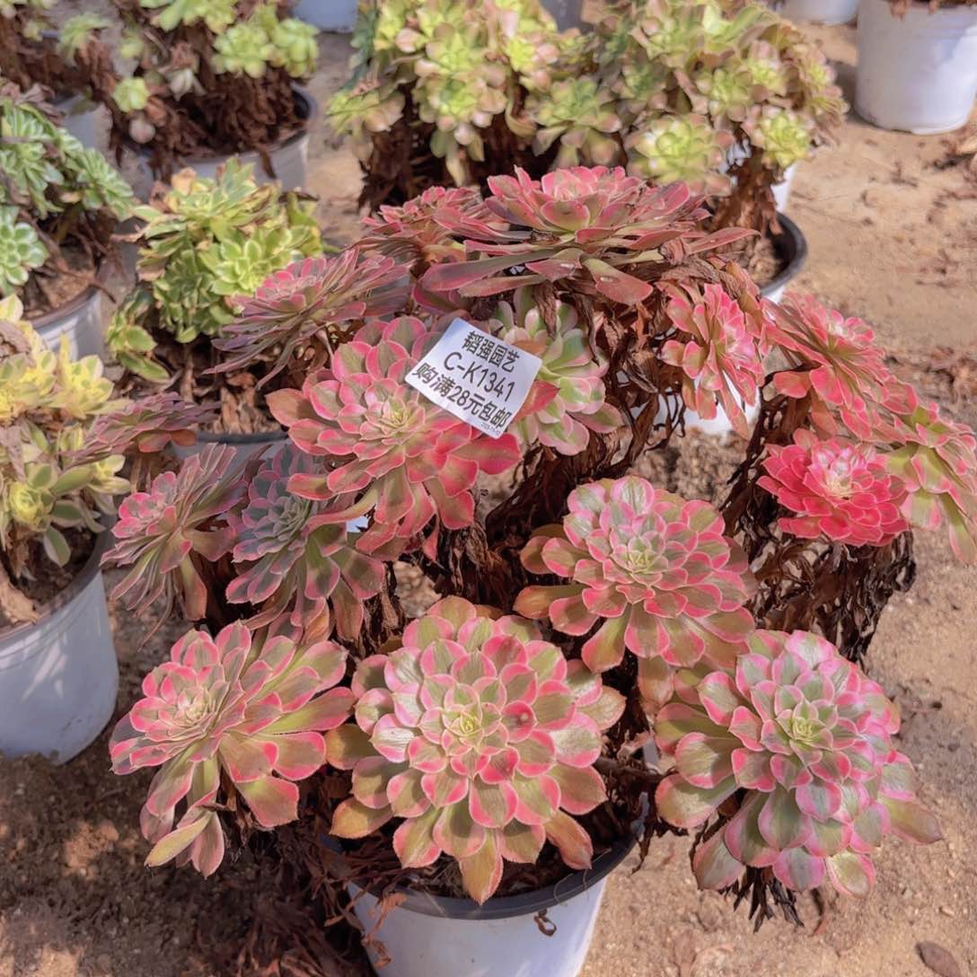 铜壶劳庄多肉植物1341